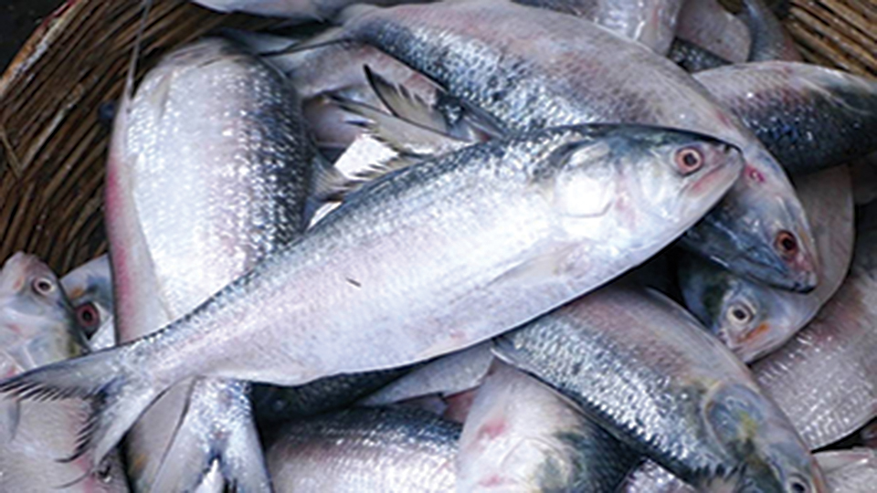 Legal notice served to govt for stopping Hilsa export to India