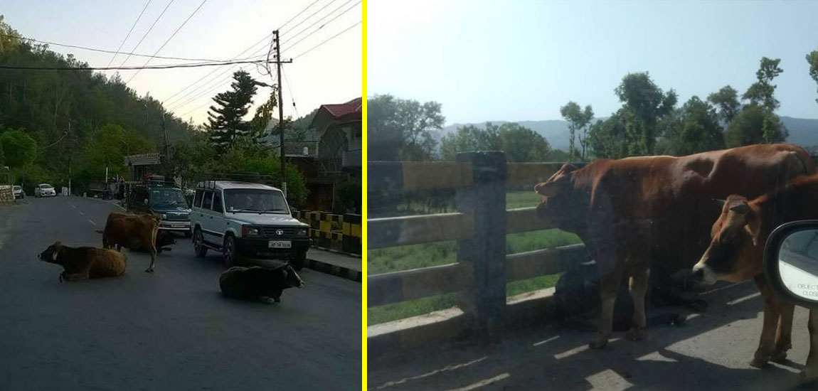 Cow tourism gains traction