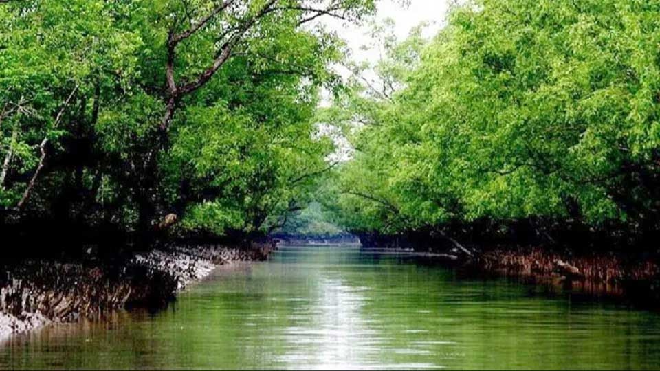 নিষেধাজ্ঞা শেষে পর্যটকদের জন্য খুললো সুন্দরবন