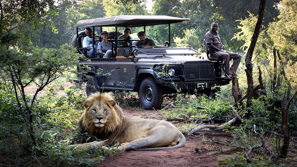 Omicron travel bans hit South Africa’s safari business hard