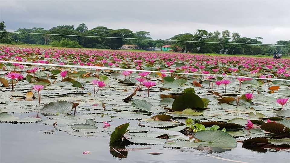সাতলা বিলের শাপলা দেখতে অসংখ্য দর্শনার্থীর ভিড়