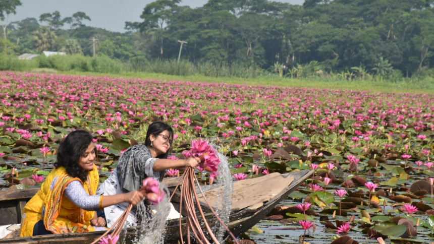 Barisal's water lilies paint the landscape with joy
