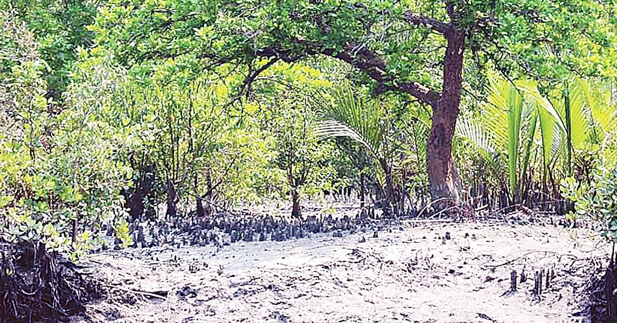 হুমকির মুখে সুন্দরবন, ভারসাম্য নষ্টের শঙ্কা