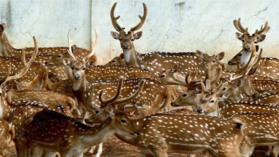 চিড়িয়াখানা থেকে কিনতে পারেন হরিণ, ময়ূর