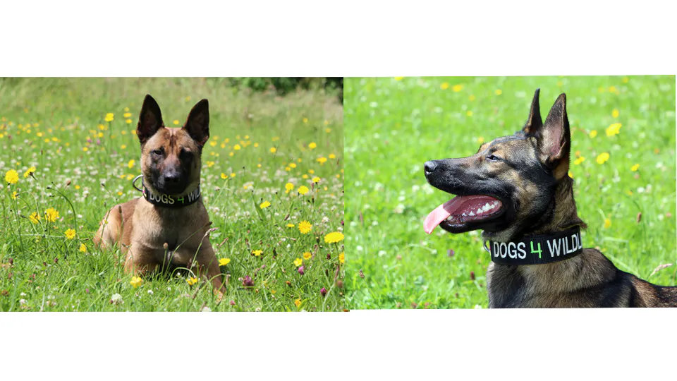 Emirates SkyCargo joins hands with Dogs 4 Wildlife to strengthen anti-poaching efforts