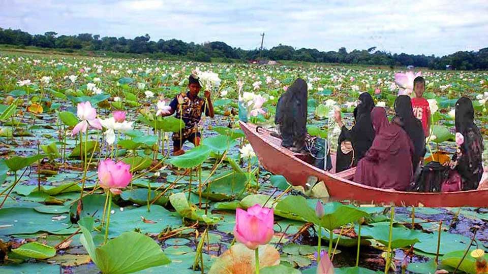 পদ্মের অপরূপ সৌন্দর্যে মুগ্ধ দর্শনার্থীরা - বাড়ছে ভ্রমণপিপাসুদের ভিড়