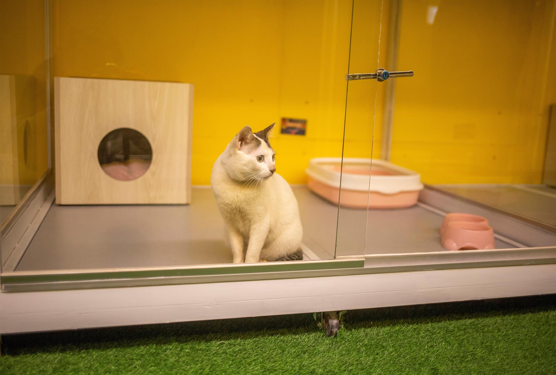 Dhaka gets 1st boarding house for pets