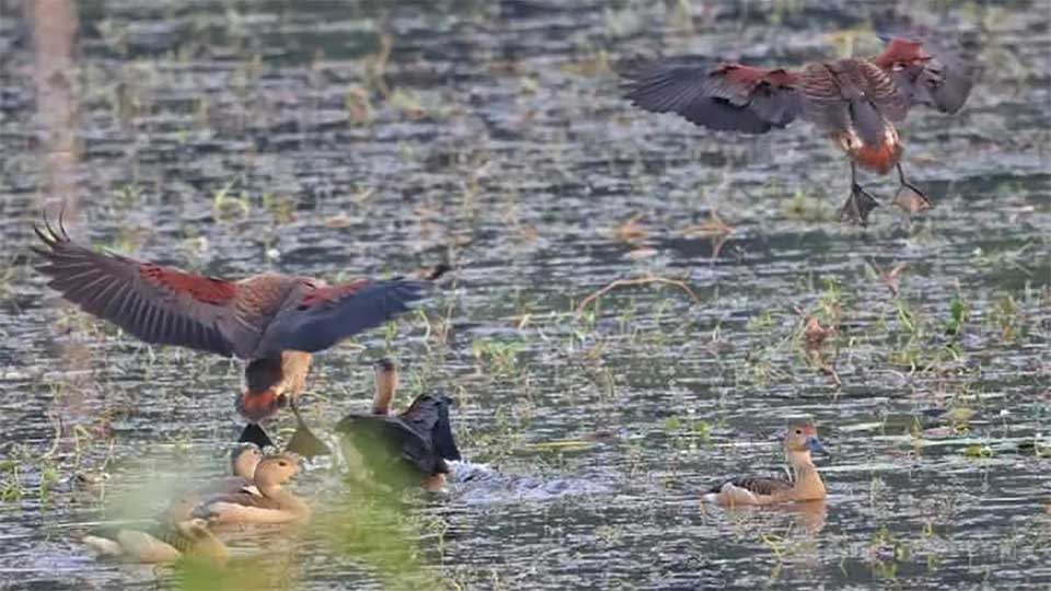 নোবিপ্রবির ময়না দ্বীপে মুগ্ধতা ছড়াচ্ছে অতিথি পাখি