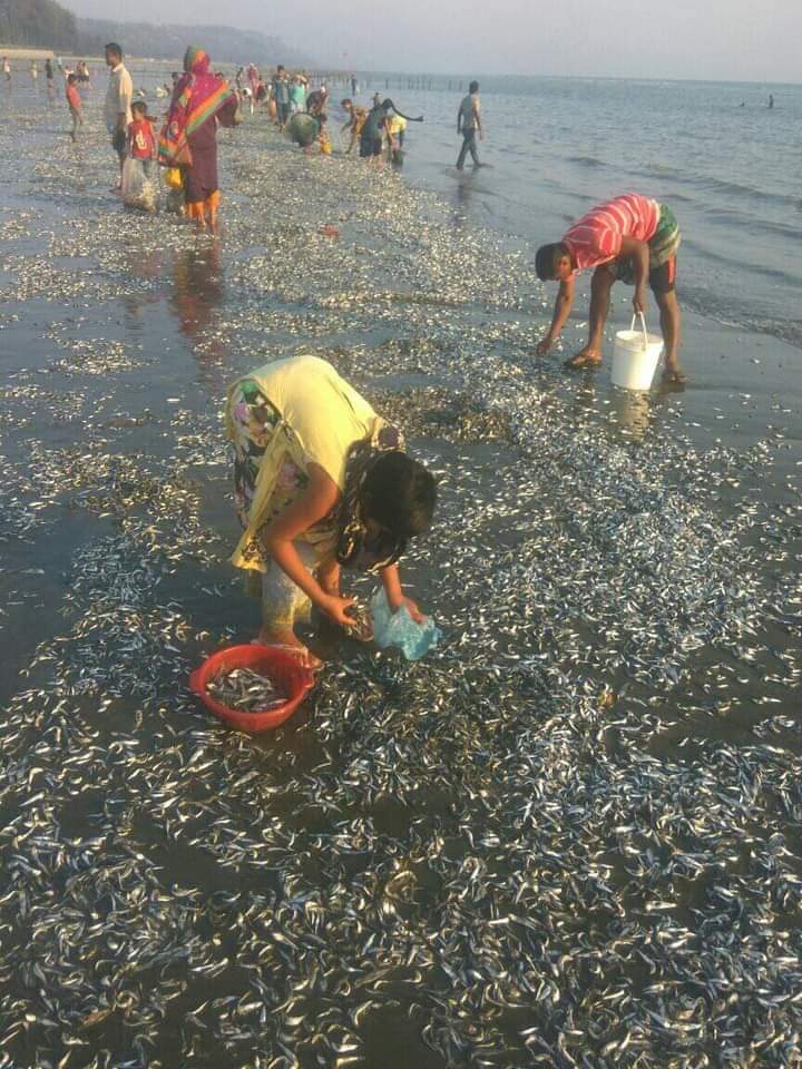 সৈকতে ভেসে আসছে মণ মণ মরা মাছ