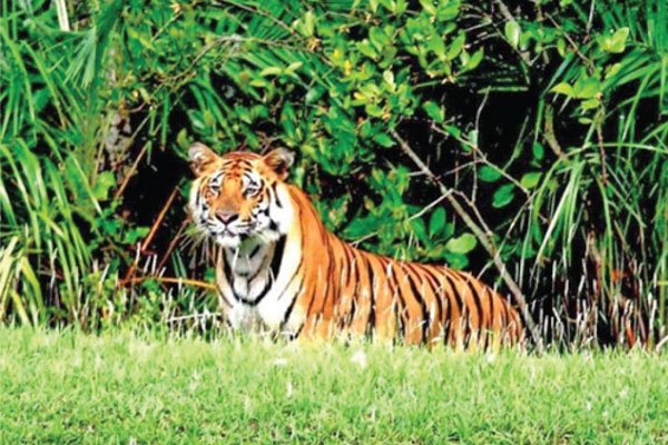 সুন্দরবনে বাঘের পাশাপাশি হবে হরিণ ও শূকরশুমারি
