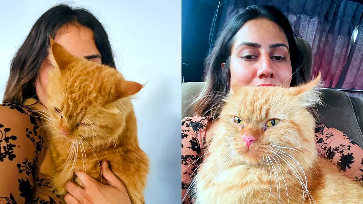 Cat missing at Dubai airport reunites with family after 10-day search
