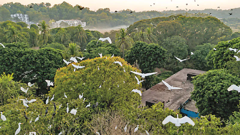 পাহাড়, অরণ্য আর পাখির কলকাকলিতে মুখর চবি ক্যাম্পাস