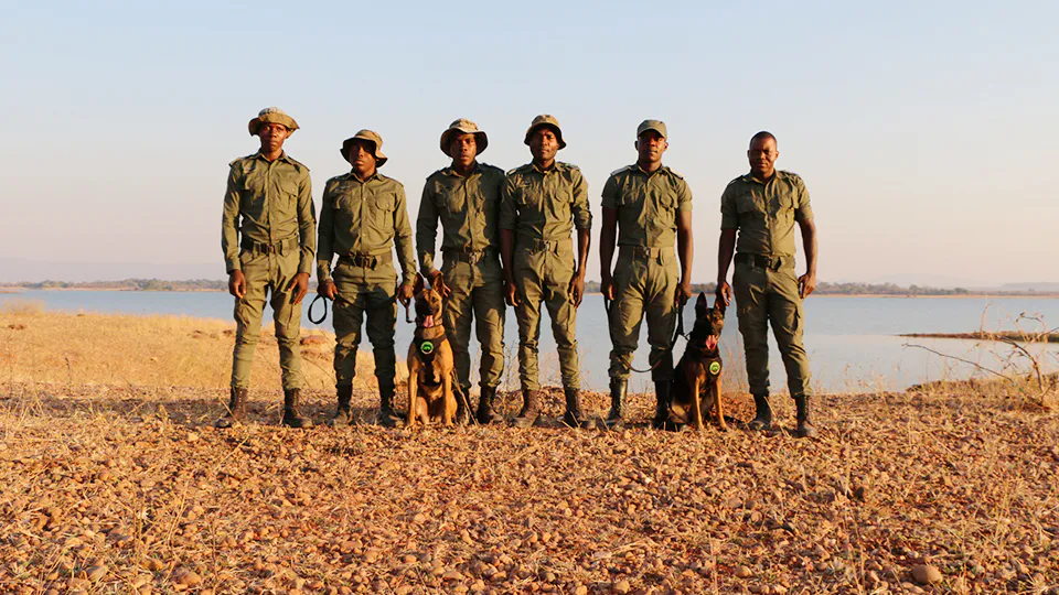 Conservation dogs of K9 team arrive Zimbabwe for combatting wildlife poaching