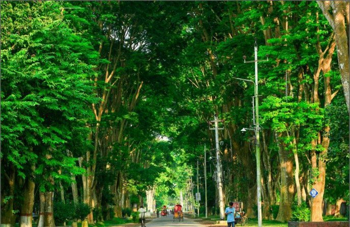 প্যারিস রোডের গাছগুলো যেন রাস্তার প্রহরী