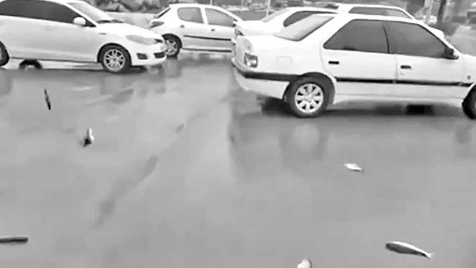 ইরানে বৃষ্টির সাথে পড়ছে মাছ