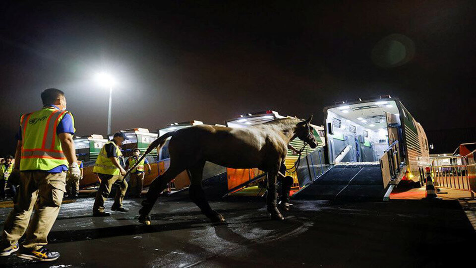Hundreds of horses flying to Tokyo Olympic Games for contest