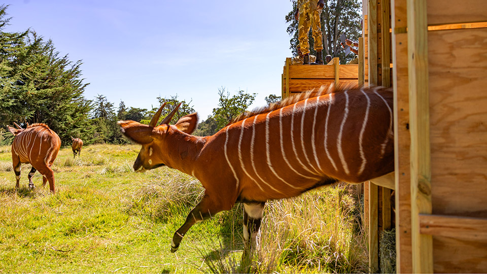 DHL’s most extraordinary deliveries of 2025: from endangered antelopes to legendary helmets