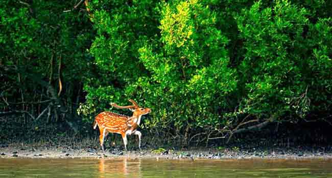 তিন মাস পর কাল শুরু হচ্ছে সুন্দরবন ভ্রমন