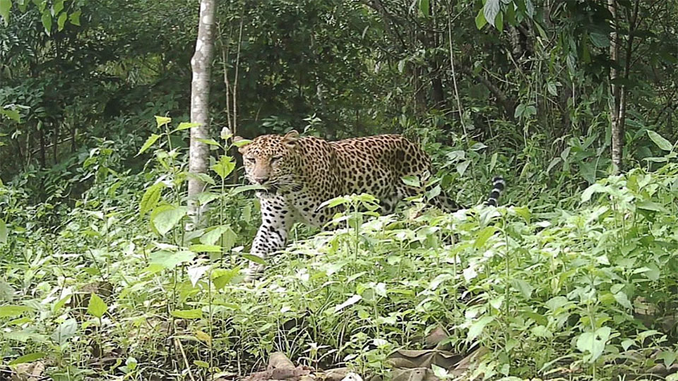 Rare leopard returns: Camera trap captures big cat in Bandarban after decade
